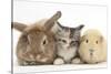 Sandy Rabbit, Tabby Tortoiseshell Maine Coon-Cross Kitten, 7 Weeks, and Yellow Guinea Pig-Mark Taylor-Stretched Canvas