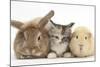 Sandy Rabbit, Tabby Tortoiseshell Maine Coon-Cross Kitten, 7 Weeks, and Yellow Guinea Pig-Mark Taylor-Mounted Photographic Print