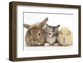 Sandy Rabbit, Tabby Tortoiseshell Maine Coon-Cross Kitten, 7 Weeks, and Yellow Guinea Pig-Mark Taylor-Framed Photographic Print