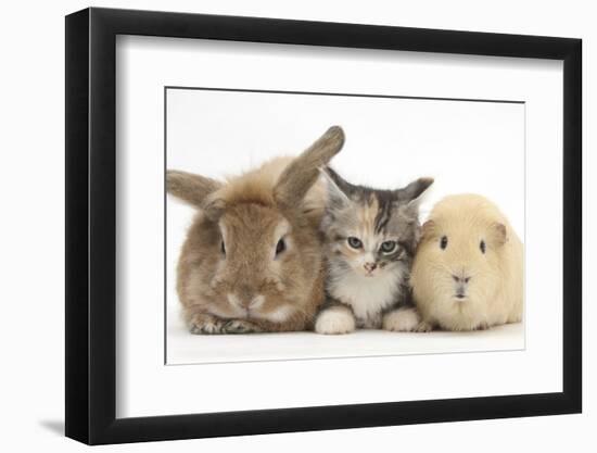 Sandy Rabbit, Tabby Tortoiseshell Maine Coon-Cross Kitten, 7 Weeks, and Yellow Guinea Pig-Mark Taylor-Framed Photographic Print