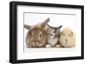 Sandy Rabbit, Tabby Tortoiseshell Maine Coon-Cross Kitten, 7 Weeks, and Yellow Guinea Pig-Mark Taylor-Framed Photographic Print