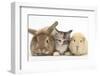 Sandy Rabbit, Tabby Tortoiseshell Maine Coon-Cross Kitten, 7 Weeks, and Yellow Guinea Pig-Mark Taylor-Framed Photographic Print