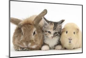 Sandy Rabbit, Tabby Tortoiseshell Maine Coon-Cross Kitten, 7 Weeks, and Yellow Guinea Pig-Mark Taylor-Mounted Photographic Print