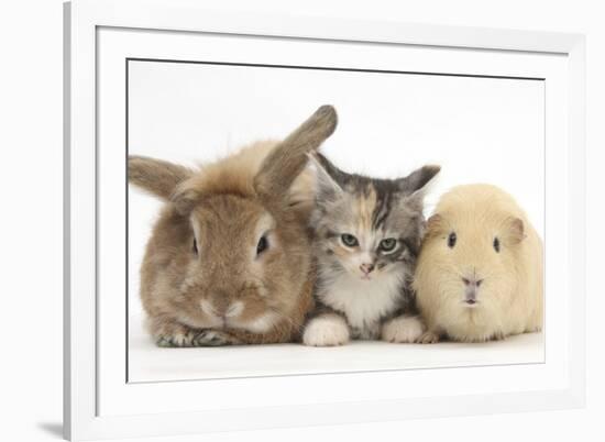 Sandy Rabbit, Tabby Tortoiseshell Maine Coon-Cross Kitten, 7 Weeks, and Yellow Guinea Pig-Mark Taylor-Framed Photographic Print