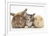 Sandy Rabbit, Tabby Tortoiseshell Maine Coon-Cross Kitten, 7 Weeks, and Yellow Guinea Pig-Mark Taylor-Framed Photographic Print