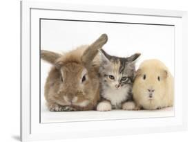 Sandy Rabbit, Tabby Tortoiseshell Maine Coon-Cross Kitten, 7 Weeks, and Yellow Guinea Pig-Mark Taylor-Framed Photographic Print