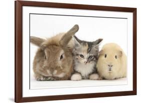 Sandy Rabbit, Tabby Tortoiseshell Maine Coon-Cross Kitten, 7 Weeks, and Yellow Guinea Pig-Mark Taylor-Framed Photographic Print