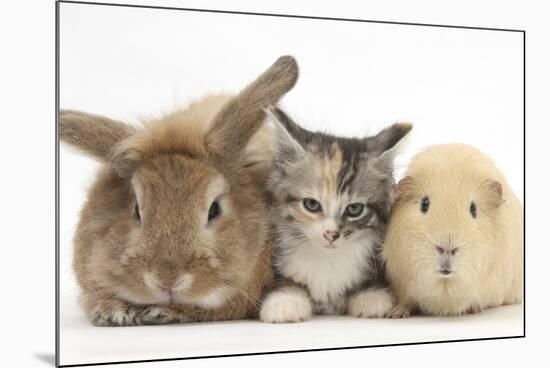 Sandy Rabbit, Tabby Tortoiseshell Maine Coon-Cross Kitten, 7 Weeks, and Yellow Guinea Pig-Mark Taylor-Mounted Photographic Print