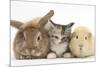 Sandy Rabbit, Tabby Tortoiseshell Maine Coon-Cross Kitten, 7 Weeks, and Yellow Guinea Pig-Mark Taylor-Mounted Photographic Print