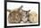 Sandy Rabbit, Tabby Tortoiseshell Maine Coon-Cross Kitten, 7 Weeks, and Yellow Guinea Pig-Mark Taylor-Framed Photographic Print