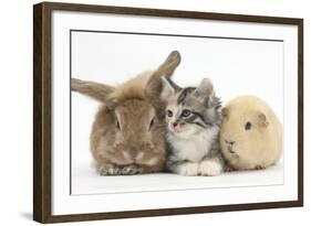 Sandy Rabbit, Tabby Tortoiseshell Maine Coon-Cross Kitten, 7 Weeks, and Yellow Guinea Pig-Mark Taylor-Framed Photographic Print