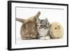 Sandy Rabbit, Tabby Tortoiseshell Maine Coon-Cross Kitten, 7 Weeks, and Yellow Guinea Pig-Mark Taylor-Framed Photographic Print