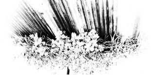 Monochrome Grass-Sandy Rahdian Nugraha-Photographic Print