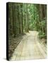 Sandy Road, Fraser Island, Queensland, Australia-David Wall-Stretched Canvas