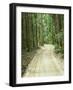 Sandy Road, Fraser Island, Queensland, Australia-David Wall-Framed Photographic Print