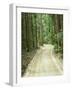 Sandy Road, Fraser Island, Queensland, Australia-David Wall-Framed Photographic Print