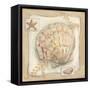 Sandy Scallop-Kate McRostie-Framed Stretched Canvas