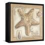 Sandy Starfish-Kate McRostie-Framed Stretched Canvas