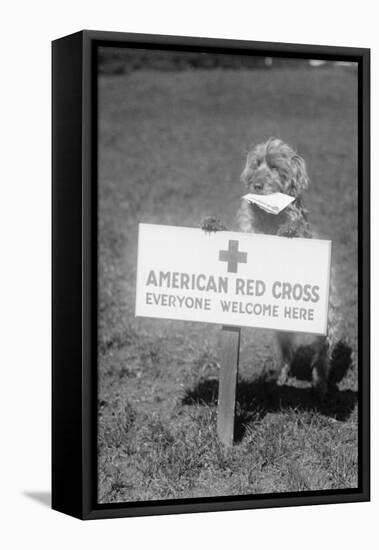 Sandy, the American Red Cross Dog Welcomes Everyone-null-Framed Stretched Canvas