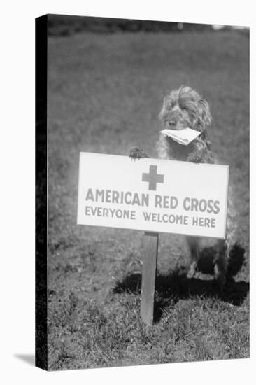 Sandy, the American Red Cross Dog Welcomes Everyone-null-Stretched Canvas