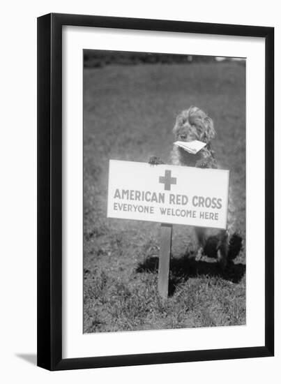 Sandy, the American Red Cross Dog Welcomes Everyone-null-Framed Art Print