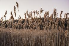 Tall Common Reed Stems Dancing in Wind-Sanghwan Kim-Photographic Print
