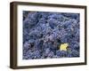 Sangiovese Grapes, Chianti, Tuscany, Italy, Europe-Newton Michael-Framed Photographic Print