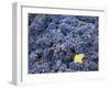 Sangiovese Grapes, Chianti, Tuscany, Italy, Europe-Newton Michael-Framed Photographic Print