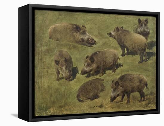 Sangliers couchés et debout, 7 esquisses-Rosa Bonheur-Framed Stretched Canvas