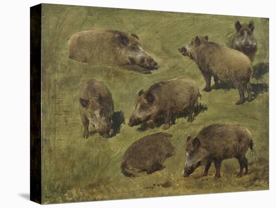 Sangliers couchés et debout, 7 esquisses-Rosa Bonheur-Stretched Canvas