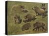 Sangliers couchés et debout, 7 esquisses-Rosa Bonheur-Stretched Canvas