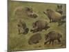 Sangliers couchés et debout, 7 esquisses-Rosa Bonheur-Mounted Giclee Print