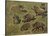 Sangliers couchés et debout, 7 esquisses-Rosa Bonheur-Stretched Canvas