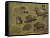 Sangliers couchés et debout, 7 esquisses-Rosa Bonheur-Framed Stretched Canvas