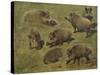 Sangliers couchés et debout, 7 esquisses-Rosa Bonheur-Stretched Canvas