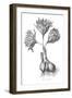 Sanguineous Colchicum-Porter Design-Framed Giclee Print