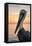 Sanibel, Florida - Pelican-Lantern Press-Framed Stretched Canvas