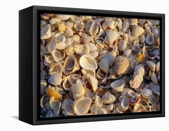 Sanibel Island, Famous for the Millions of Shells That Wash up on Its Beaches, Florida, USA-Fraser Hall-Framed Stretched Canvas