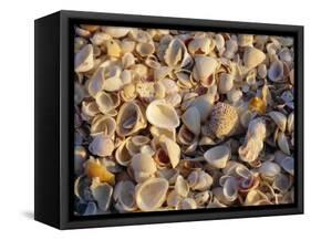 Sanibel Island, Famous for the Millions of Shells That Wash up on Its Beaches, Florida, USA-Fraser Hall-Framed Stretched Canvas
