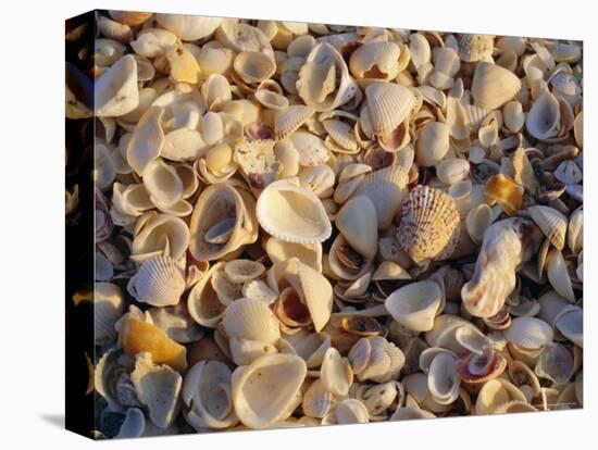 Sanibel Island, Famous for the Millions of Shells That Wash up on Its Beaches, Florida, USA-Fraser Hall-Stretched Canvas