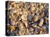 Sanibel Island, Famous for the Millions of Shells That Wash up on Its Beaches, Florida, USA-Fraser Hall-Stretched Canvas