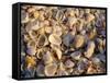 Sanibel Island, Famous for the Millions of Shells That Wash up on Its Beaches, Florida, USA-Fraser Hall-Framed Stretched Canvas