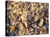 Sanibel Island, Famous for the Millions of Shells That Wash up on Its Beaches, Florida, USA-Fraser Hall-Stretched Canvas