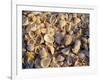 Sanibel Island, Famous for the Millions of Shells That Wash up on Its Beaches, Florida, USA-Fraser Hall-Framed Premium Photographic Print
