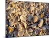 Sanibel Island, Famous for the Millions of Shells That Wash up on Its Beaches, Florida, USA-Fraser Hall-Mounted Premium Photographic Print