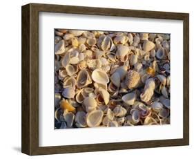 Sanibel Island, Famous for the Millions of Shells That Wash up on Its Beaches, Florida, USA-Fraser Hall-Framed Photographic Print