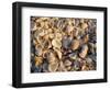 Sanibel Island, Famous for the Millions of Shells That Wash up on Its Beaches, Florida, USA-Fraser Hall-Framed Photographic Print