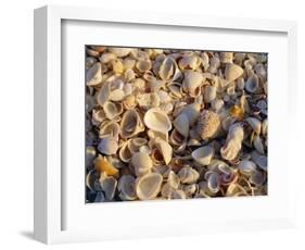 Sanibel Island, Famous for the Millions of Shells That Wash up on Its Beaches, Florida, USA-Fraser Hall-Framed Photographic Print