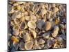 Sanibel Island, Famous for the Millions of Shells That Wash up on Its Beaches, Florida, USA-Fraser Hall-Mounted Photographic Print