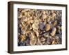 Sanibel Island, Famous for the Millions of Shells That Wash up on Its Beaches, Florida, USA-Fraser Hall-Framed Photographic Print